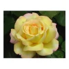 Plantiflor Edelrose Gelb Topf Durchmesser 19 cm
