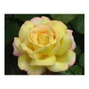 Plantiflor Edelrose Gelb Topf Durchmesser 23 cm