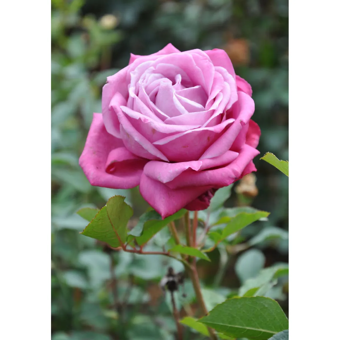 Plantiflor Edelrose Lila Topf Durchmesser 23 cm