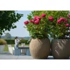 Plantiflor Edelrose Parfum de nature Topf Durchmesser 19 cm