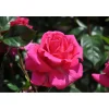 Plantiflor Edelrose Rosa Topf Durchmesser 23 cm