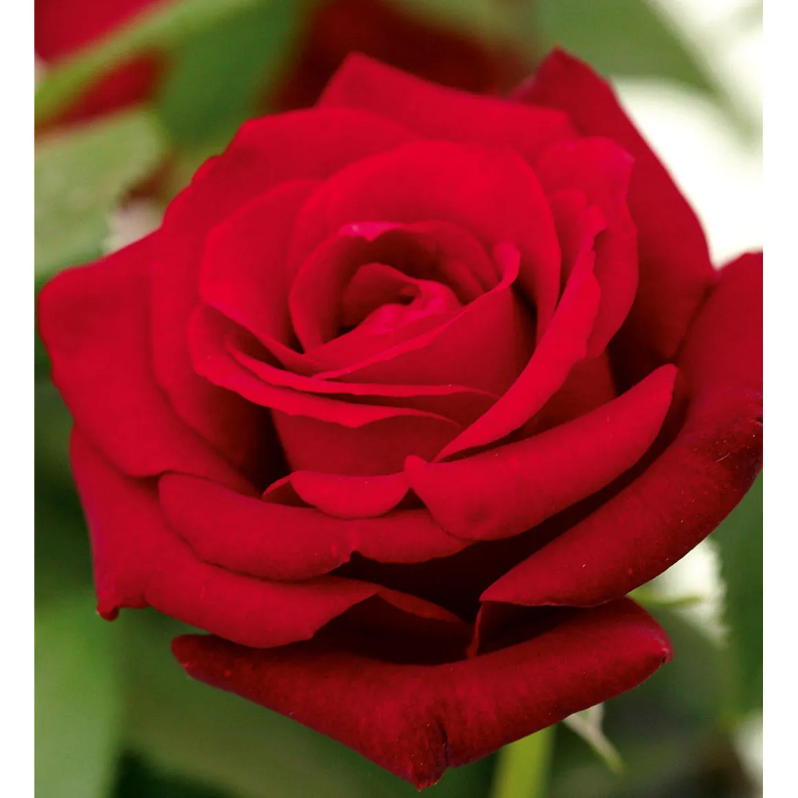 Plantiflor Edelrose rot Topf- Durchmesser 19 cm