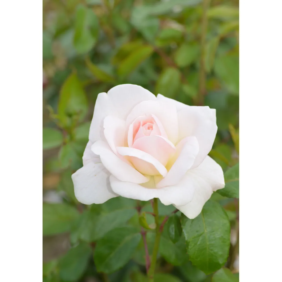 Plantiflor Edelrose Weiß Topf Durchmesser 23 cm