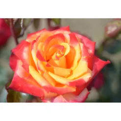 Plantiflor Edelrose Zweifarbig Topf Durchmesser 19 cm