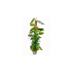 Plantiflor Efeutute am Moosstab 120-130 cm T24