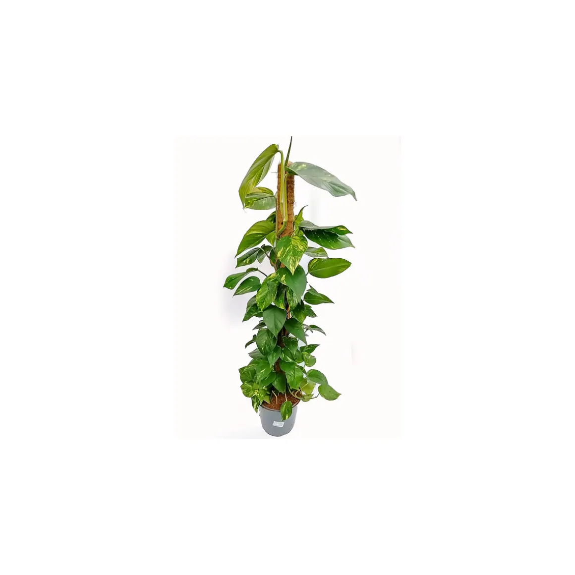 Plantiflor Efeutute am Moosstab 120-130 cm T24