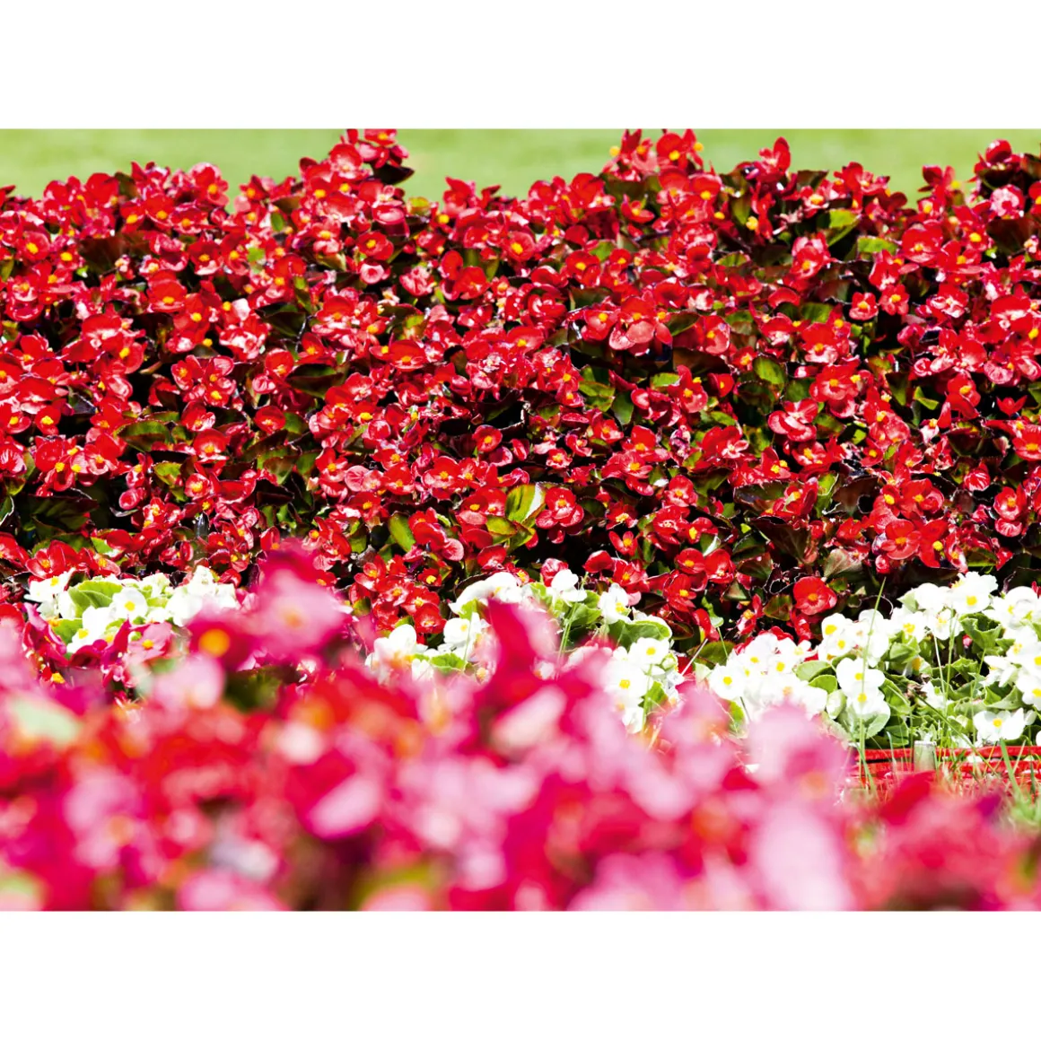 Plantiflor Eisbegonie Topf Durchmesser 10,5 cm