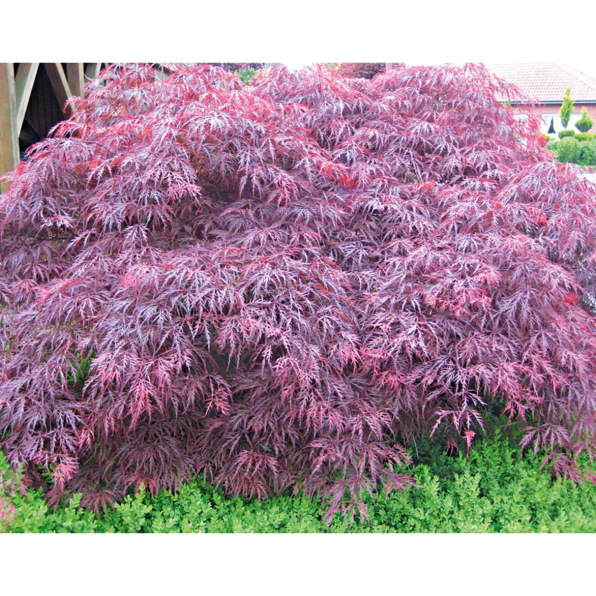 Plantiflor Fächerahorn im Topf Durchmesser 19 cm