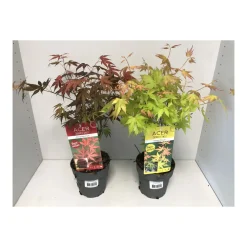 Plantiflor Fächerahorn T15 2 Sorten