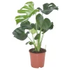 Plantiflor Fensterblatt Topf-Ø 21 cm