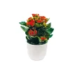 Plantiflor Flammendes Käthchen verschiedene Farben
