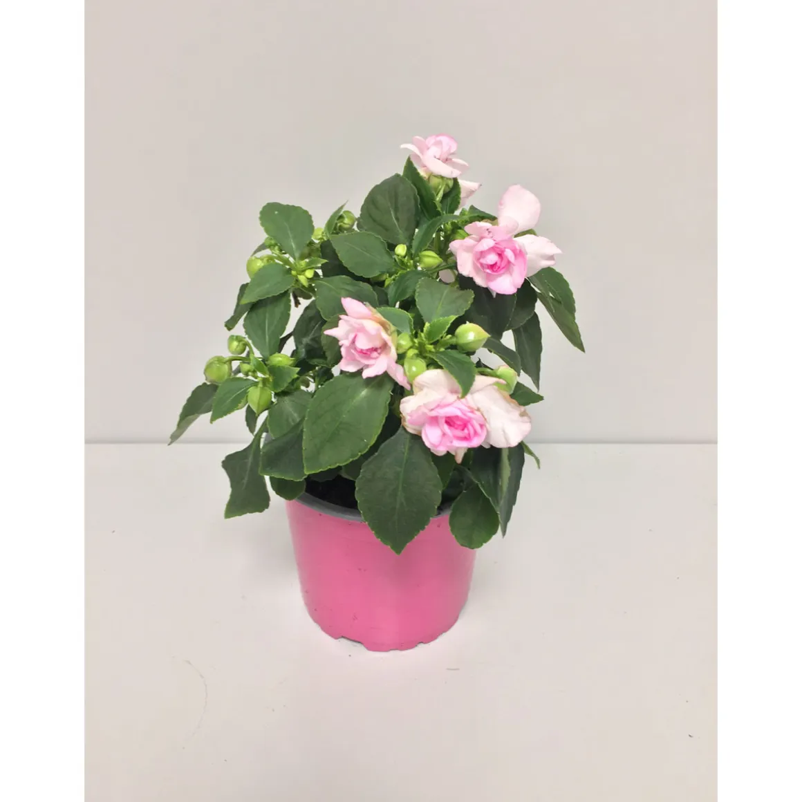 Plantiflor Fleißiges Lieschen Double Fiesta T12