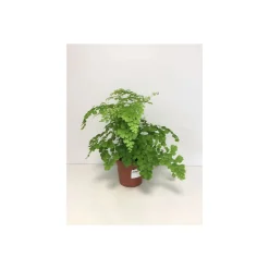 Plantiflor Frauenhaarfarn 30 cm T12