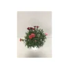 Plantiflor Gartennelke Trio Mix T13