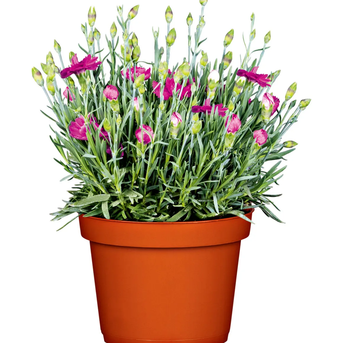 Plantiflor Garten-Nelke Topf Durchmesser 12 cm
