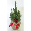 Plantiflor Geschmückte Zuckerhutfichte 25 cm