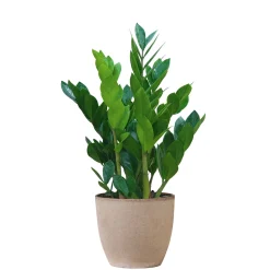 Plantiflor Glückfeder 60 cm T17