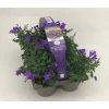 Plantiflor Glockenblume 6er-Pack