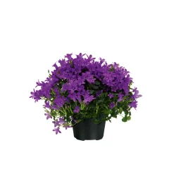 Plantiflor Glockenblume blau Topf 11 cm