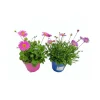 Plantiflor Gänseblümchen blau/rosa T13