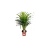 Plantiflor Goldfruchtpalme T21