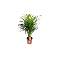 Plantiflor Goldfruchtpalme T21