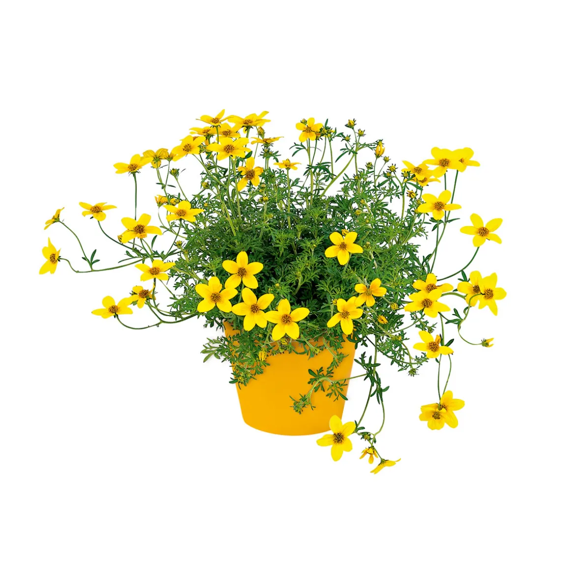 Plantiflor Goldmarie Topf Durchmesser 13 cm