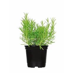 Plantiflor Gourmetkräuter Rosmarin Topf Durchmesser 12 cm