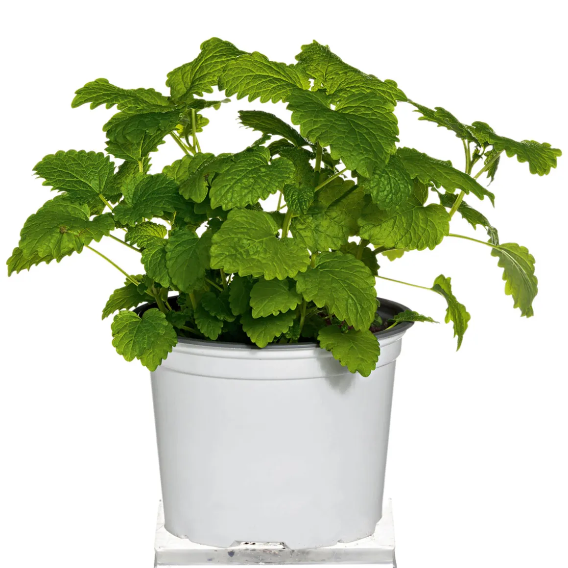 Plantiflor Gourmetkräuter Melisse im Topf Durchmesser 12 cm