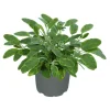Plantiflor Gourmetkräuter Goldsalbei Topf 12 cm