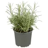 Plantiflor Gourmetkräuter Currykraut Topf 12 cm