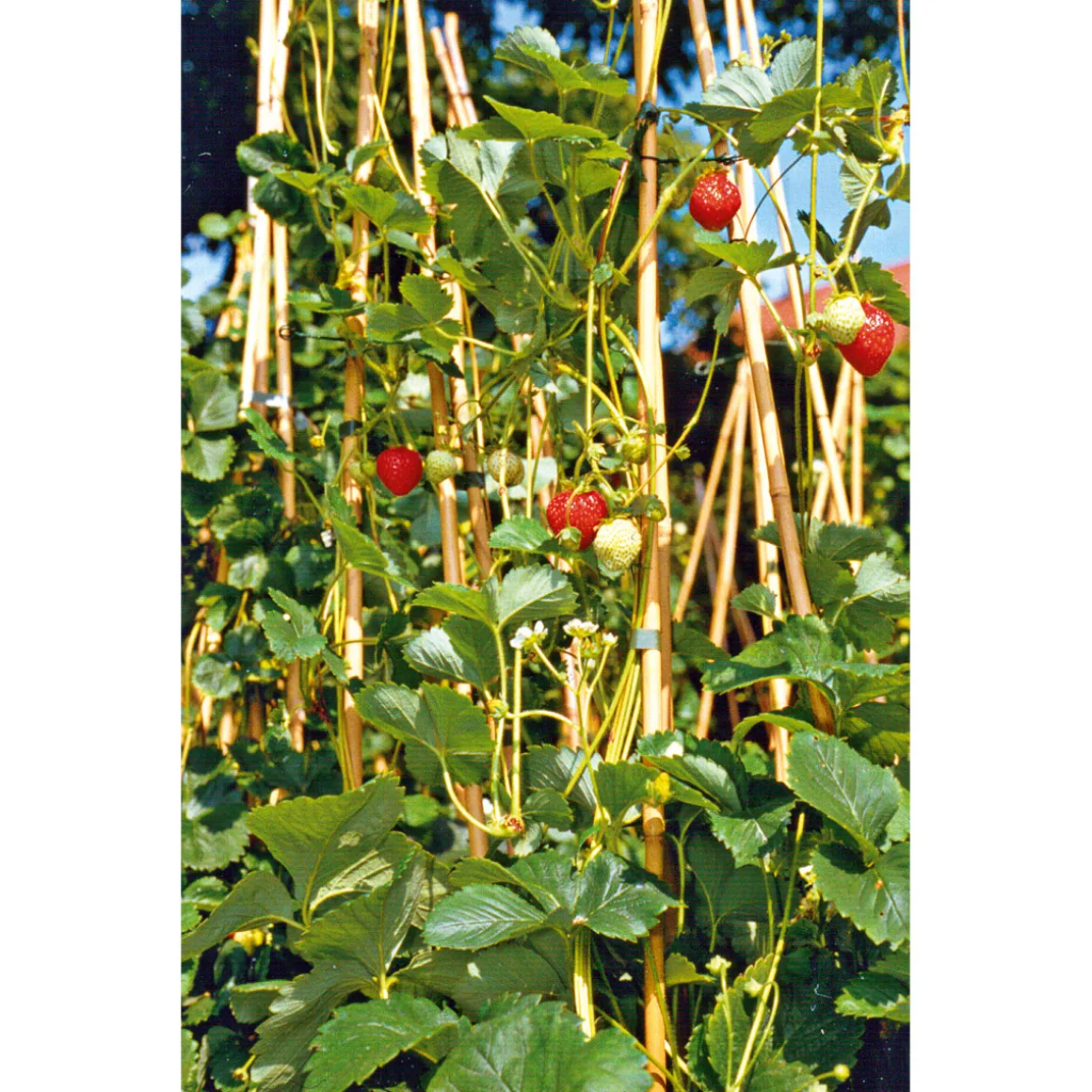 Plantiflor Gourmetkräuter Klettererdbeere Topf 12 cm