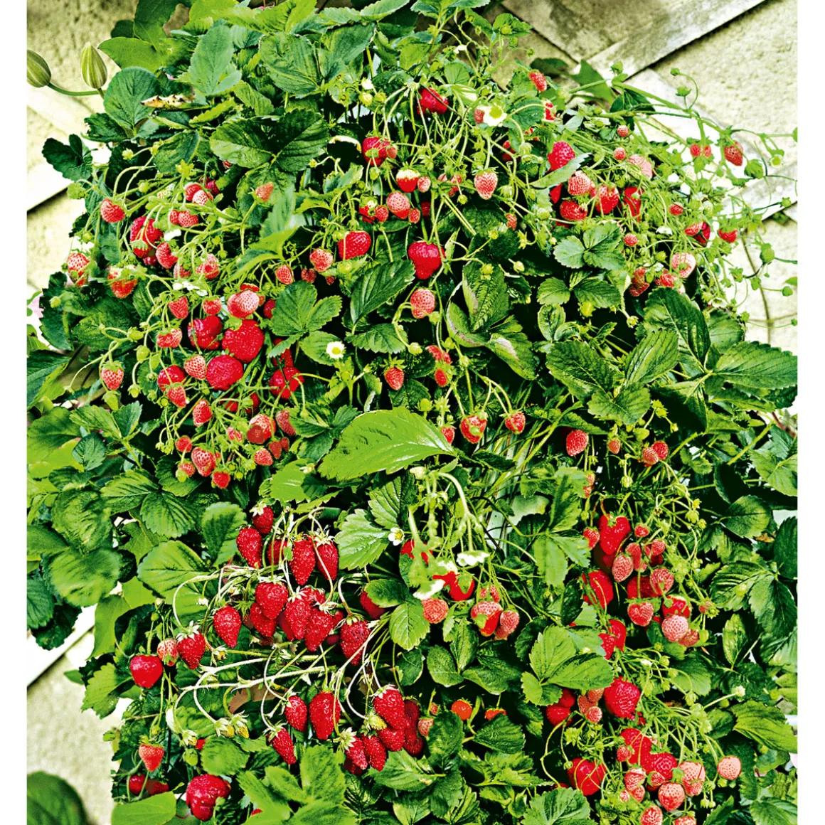 Plantiflor Gourmetkräuter Klettererdbeere Topf 12 cm