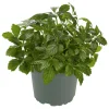 Plantiflor Gourmetkräuter Kraut des Lebens Topf 12 cm