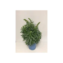 Plantiflor Großes Löwenmaul dreifarbig T19