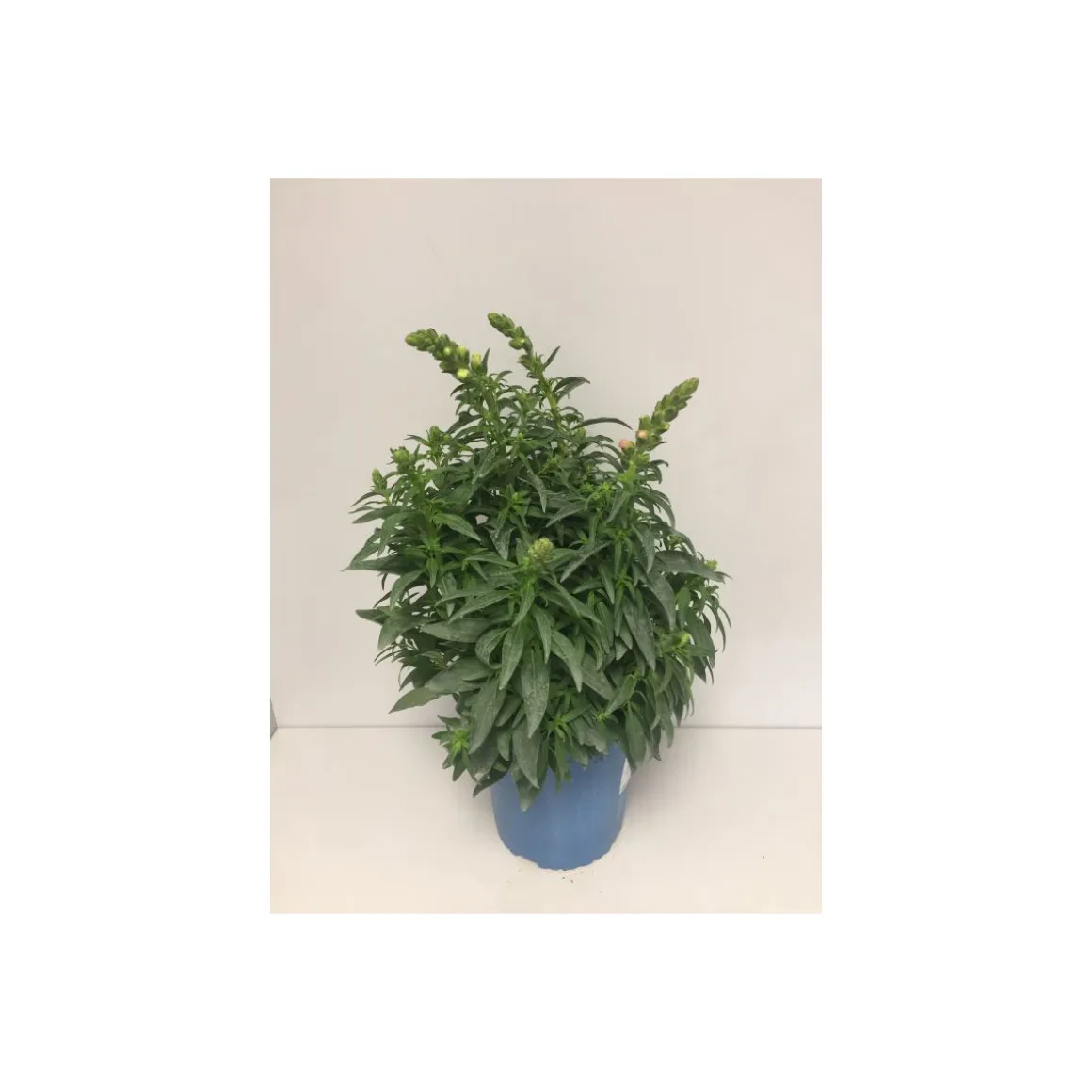 Plantiflor Großes Löwenmaul dreifarbig T19