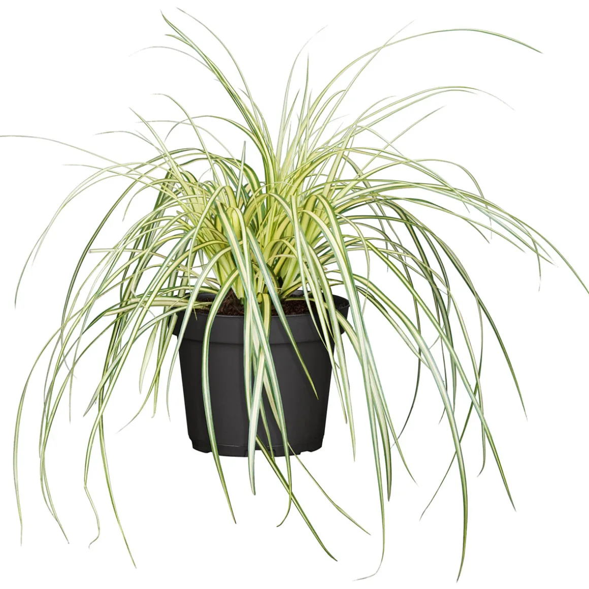 Plantiflor Gräser Sortiment T19