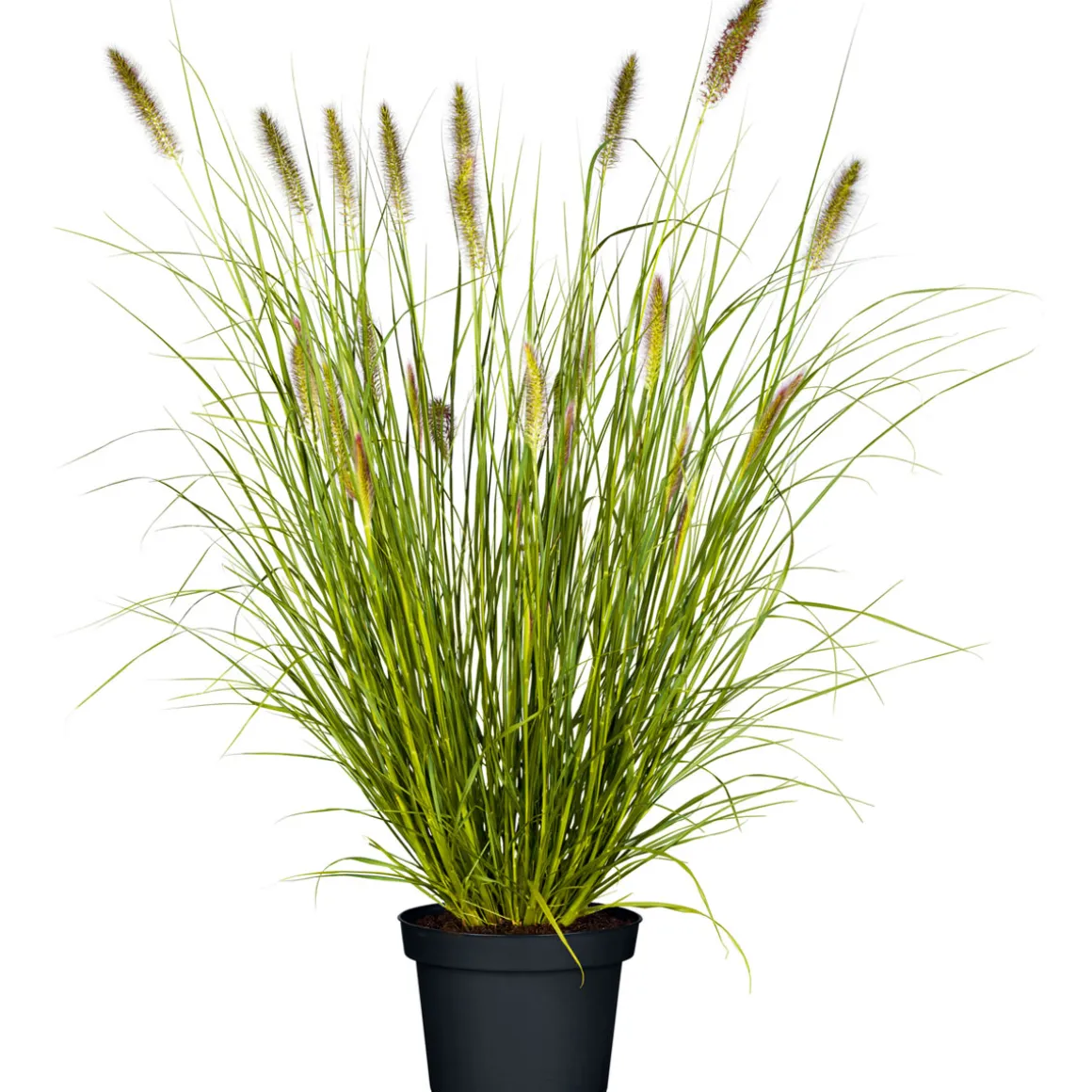 Plantiflor Gräser Sortiment T19