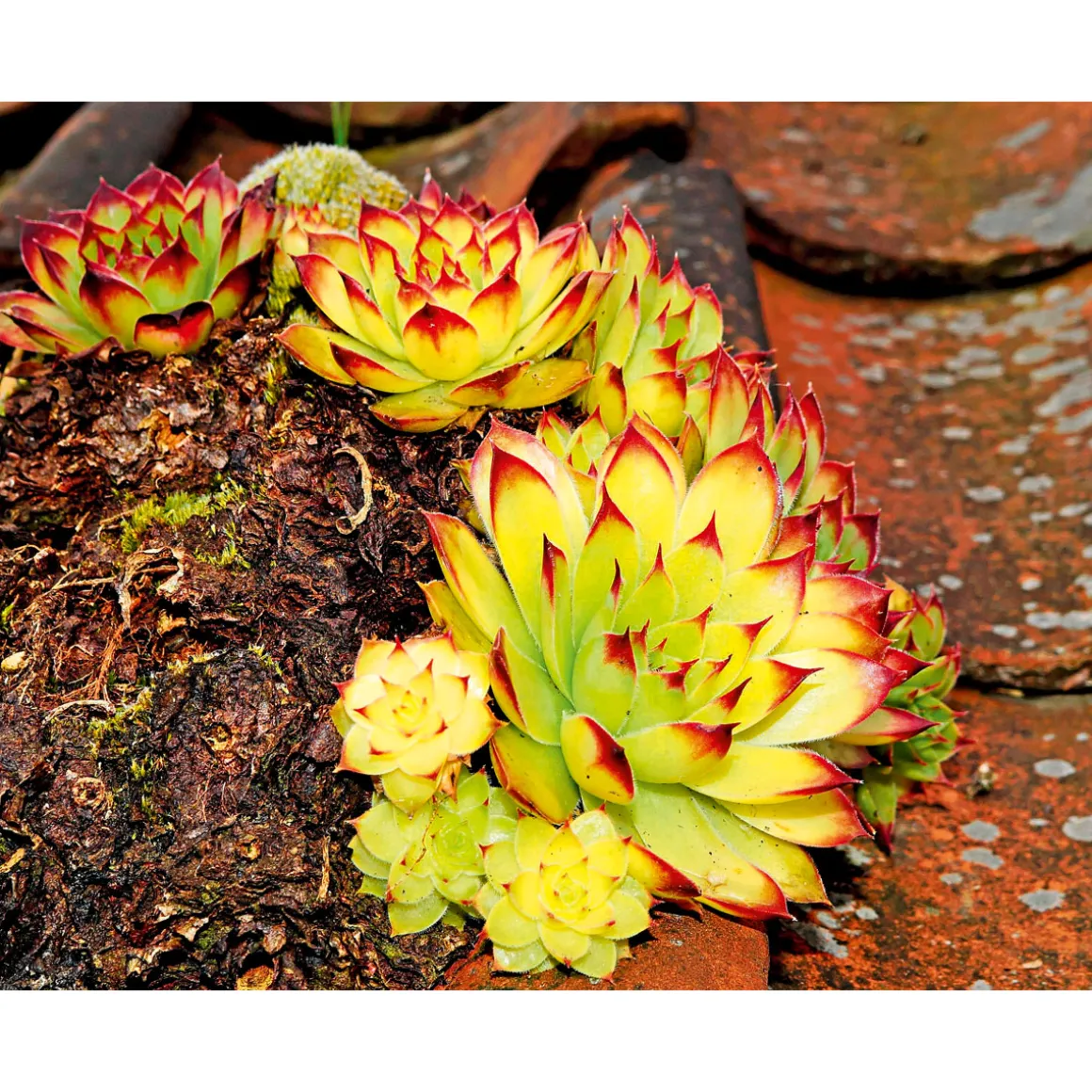 Plantiflor Hauswurz Topf-Ø 10,5 cm