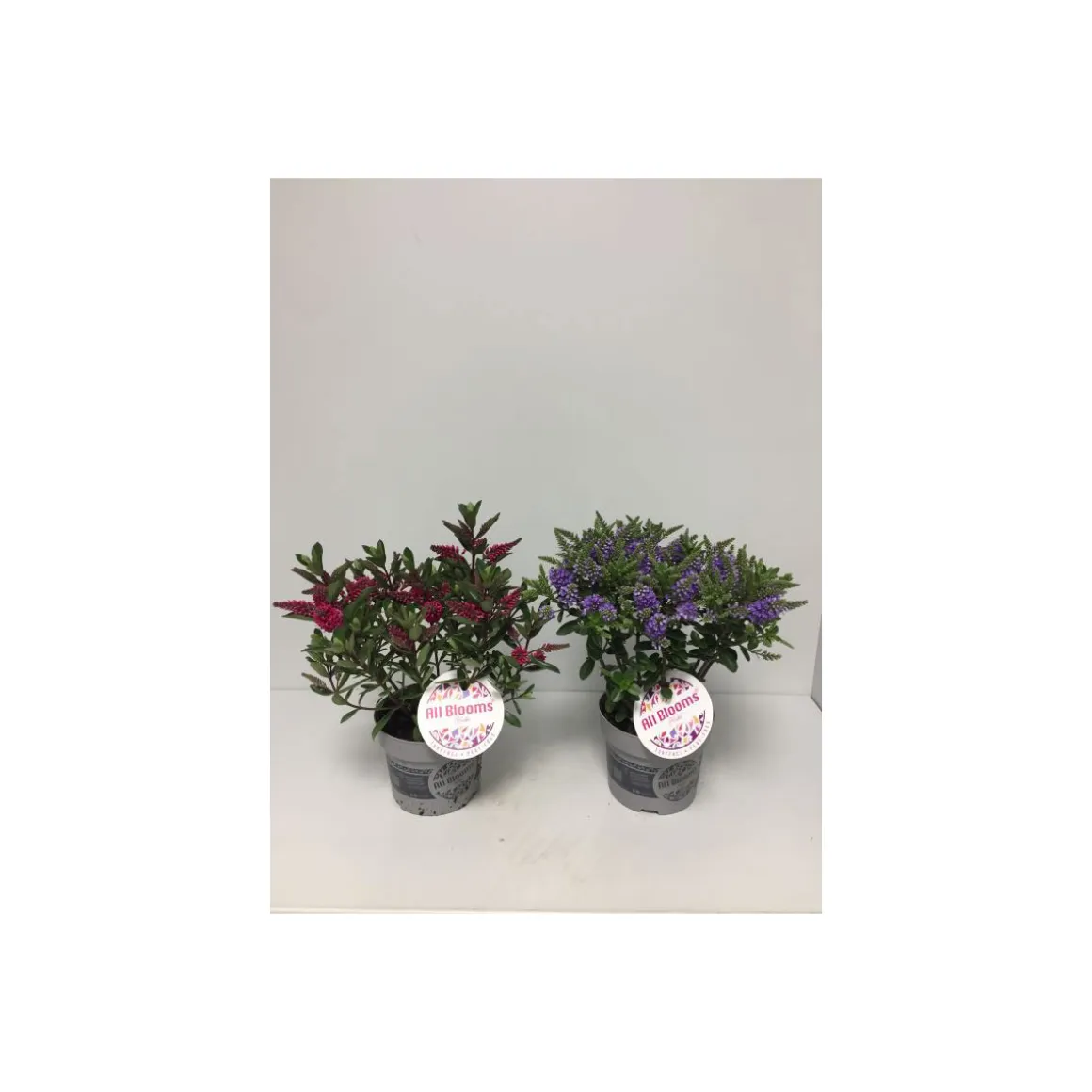Plantiflor Hebe All Blooms verschiedene Farben T12