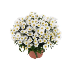 Plantiflor Herbst-Aster Topf Durchmesser 11 cm