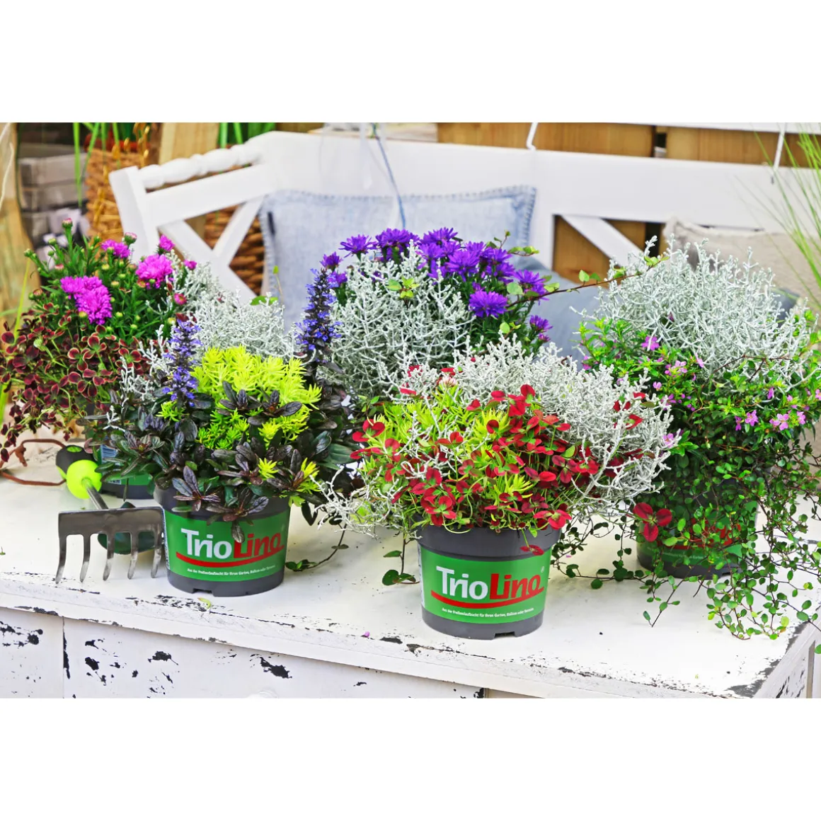 Plantiflor Herbstpflanzen-Trio TrioLino Topf Durchmesser 13 cm