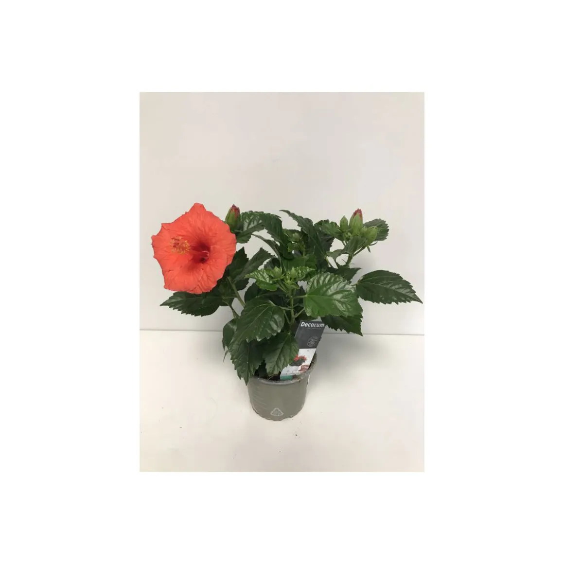 Plantiflor Hibiskus T13