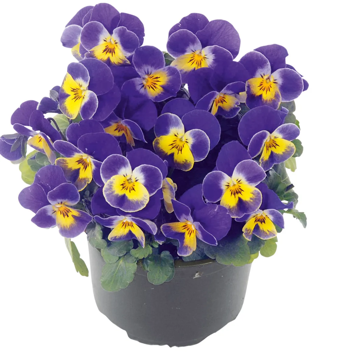 Plantiflor Hornveilchen Topf Durchmesser 9 cm
