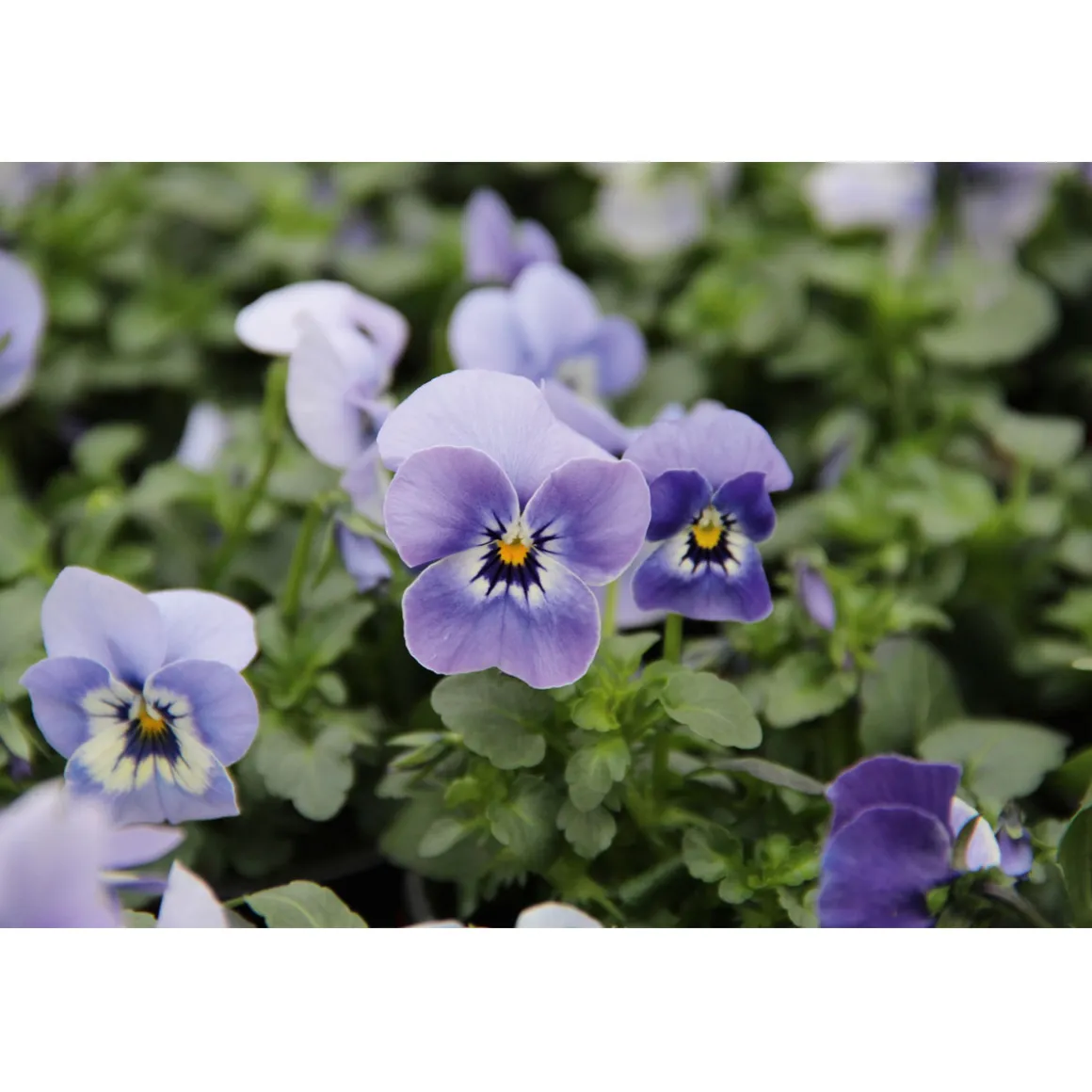 Plantiflor Hornveilchen Topf Durchmesser 9 cm
