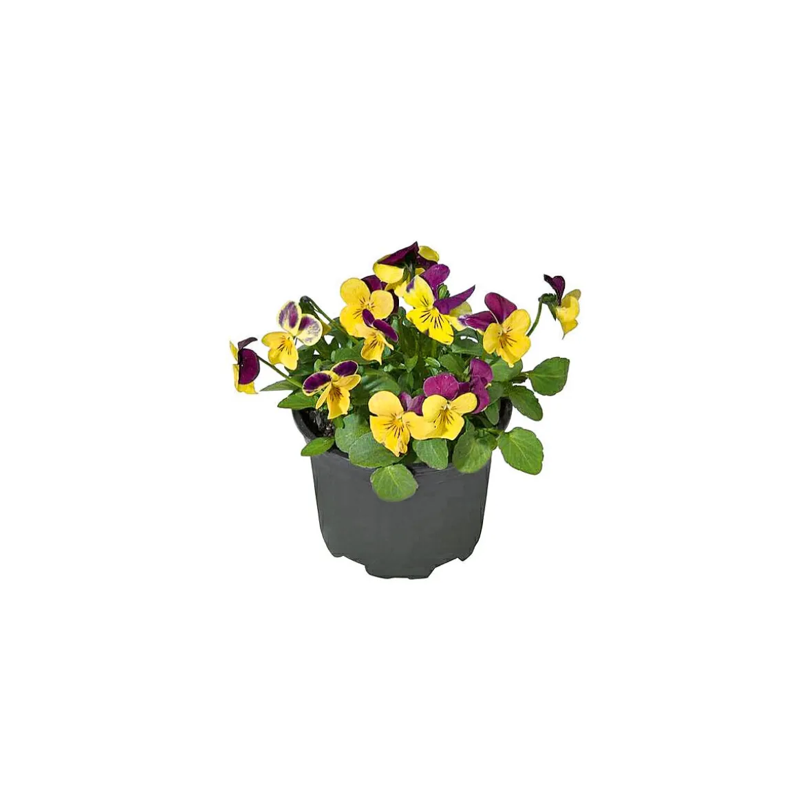 Plantiflor Hornveilchen Topf Durchmesser 9 cm