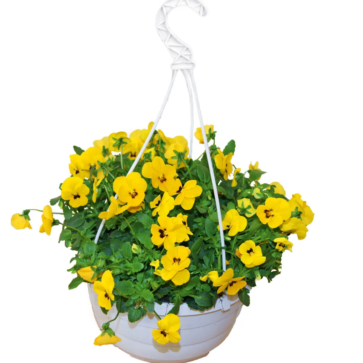 Plantiflor Hornveilchen Ampel Durchmesser 25 cm