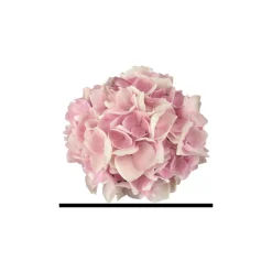 Plantiflor Hortensie Music Collection Topf Durchmesser 23 cm