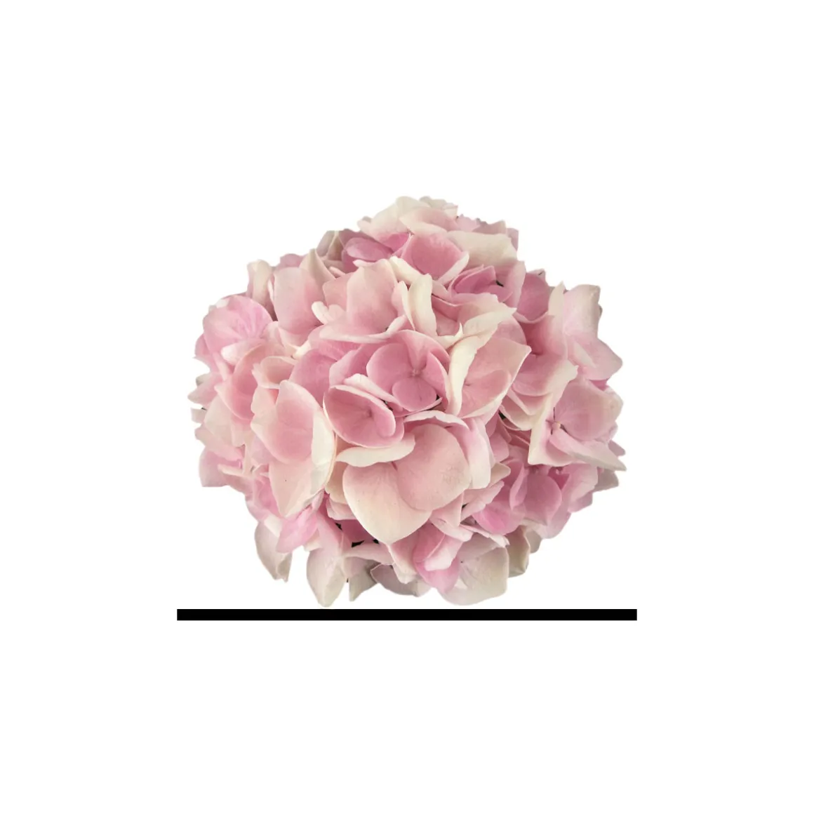 Plantiflor Hortensie Music Collection Topf Durchmesser 23 cm