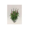 Plantiflor Ähriger Ehrenpreis Topf Durchmesser 13 cm